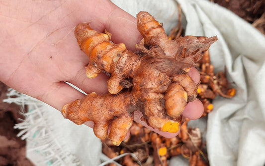 Spice Report | 2024 Turmeric New Crop Inspection Report
